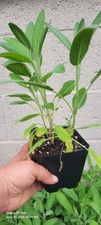 Common sage herb for sale  Easton