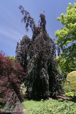 Fagus sylvatica purple for sale  CRANBROOK
