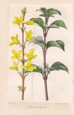 Forsythia Suspensa Forsythie Fiore Cinese Blume Botanico Litho Severeyns comprar usado  Enviando para Brazil