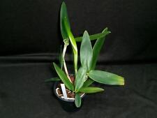 Cattleya porphyroglossa anja gebraucht kaufen  Deutschland