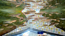 40pk. super big for sale  Brownsville