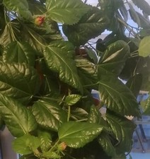 Stecklinge hibiskus rosa gebraucht kaufen Stecklinge hibiskus rosa gebraucht kaufen  Altstadt