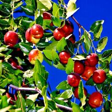 Jujube fruit tree for sale  Lincolnton