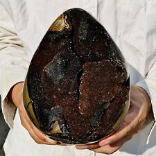 7.92lb natural turtle for sale  Burlington