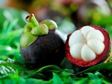 Mangosteen mangostan tropical for sale  USA