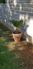 Cicas cycas usato  Genzano di Roma