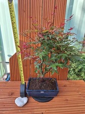 40cm deshojo maple for sale  PETERBOROUGH