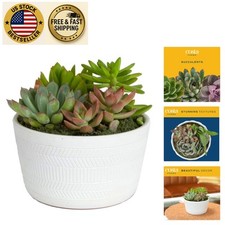 Gorgeous assorted succulents for sale  Sunrise Beach