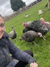 chocolate pekin hatching eggs for sale chocolate pekin hatching eggs for sale STOURBRIDGE