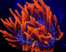 Sherman bubble tip for sale  Saint Petersburg