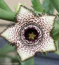 Orbea paradoxa talea usato  San Giorgio a Cremano