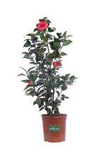 Pianta camelia pianta usato Pianta camelia pianta usato  Santeramo in Colle