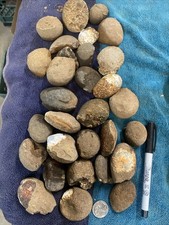 5lbs small brazilian for sale  Sierra Vista
