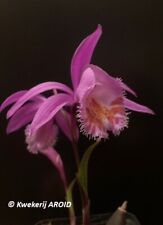 Pleione chunii speciosa. for sale  Shipping to Ireland