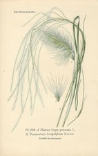 Stampa antica foglie usato Stampa antica foglie usato  Lecco