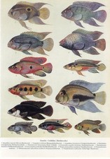 1930s aquarium fish d'occasion  Expédié en Belgium