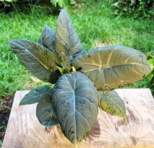 Alocasia maharani plant for sale  Hollywood