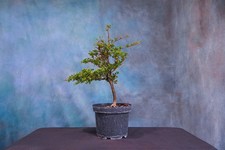 Dwarf black olive for sale  North Fort Myers