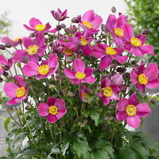Anemone plant fantasy for sale  UK