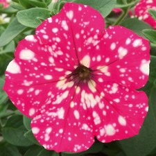 Petunia royal sky for sale  BECCLES
