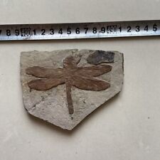 Unique dragonfly fossils d'occasion  Expédié en Belgium