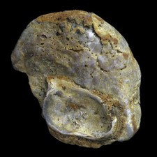 Huître fossile trosly d'occasion  France