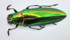 Buprestidae chrysochroa rajah gebraucht kaufen Buprestidae chrysochroa rajah gebraucht kaufen  Wadern