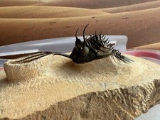 Walliserops trifurcatus, sp longo Tridente na matriz Trilobita Marrocos comprar usado  Enviando para Brazil