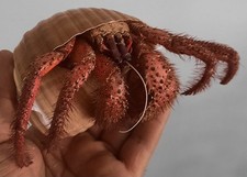 Curiosité taxidermie énorme d'occasion  Montpellier-