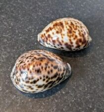 Cypraea tigris seashells for sale  STANLEY