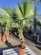 Washingtonia filibusta 170 gebraucht kaufen  Nordkirchen