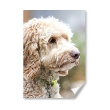 Labradoodle dog labrador for sale  SELBY