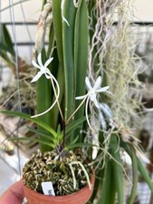 Neofinetia falcata orchid usato  Spedire a Italy