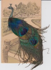 Cartolina postcard struzzo usato  Italia