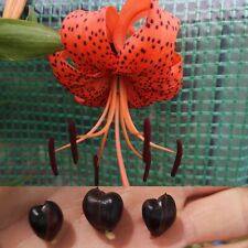 Lilium lancifolium var. for sale  GLASGOW