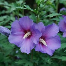 Rose sharon live for sale  South Bend