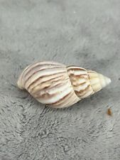 Japanese land snail for sale  League City