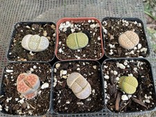 2 container plants for sale  Gilroy