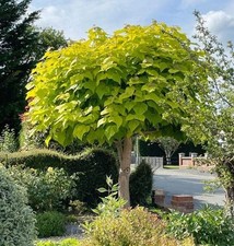 Catalpa bignonioides aurea for sale  SOUTHAMPTON