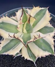 agave desmettiana for sale  Goleta