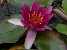 Pianta rizoma nymphea usato  Due Carrare