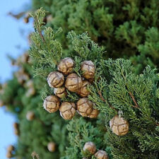 Cupressus sempervirens tree for sale  Oakland Gardens