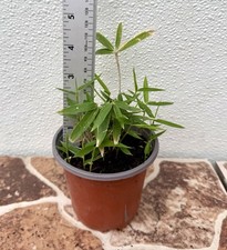 Japanese dwarf bamboo for sale  Houston