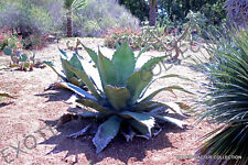 Rare agave ferox for sale  Miami