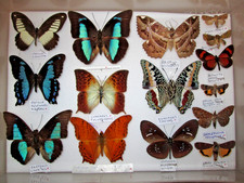 butterflies moths for sale butterflies moths for sale WATERLOOVILLE