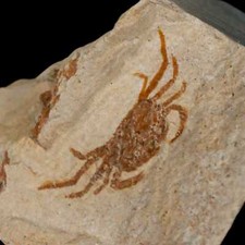 Fossil crab pinnixa for sale  Post Falls