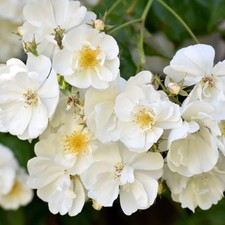 Rosa bobbie james for sale  UK