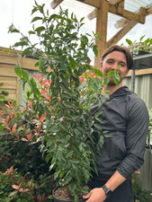 Fast growing evergreen for sale  OLDHAM