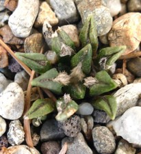Ariocarpus kotschoubeyanus usato  Italia