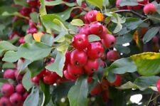Malus hybrida red gebraucht kaufen  Eslohe (Sauerland)